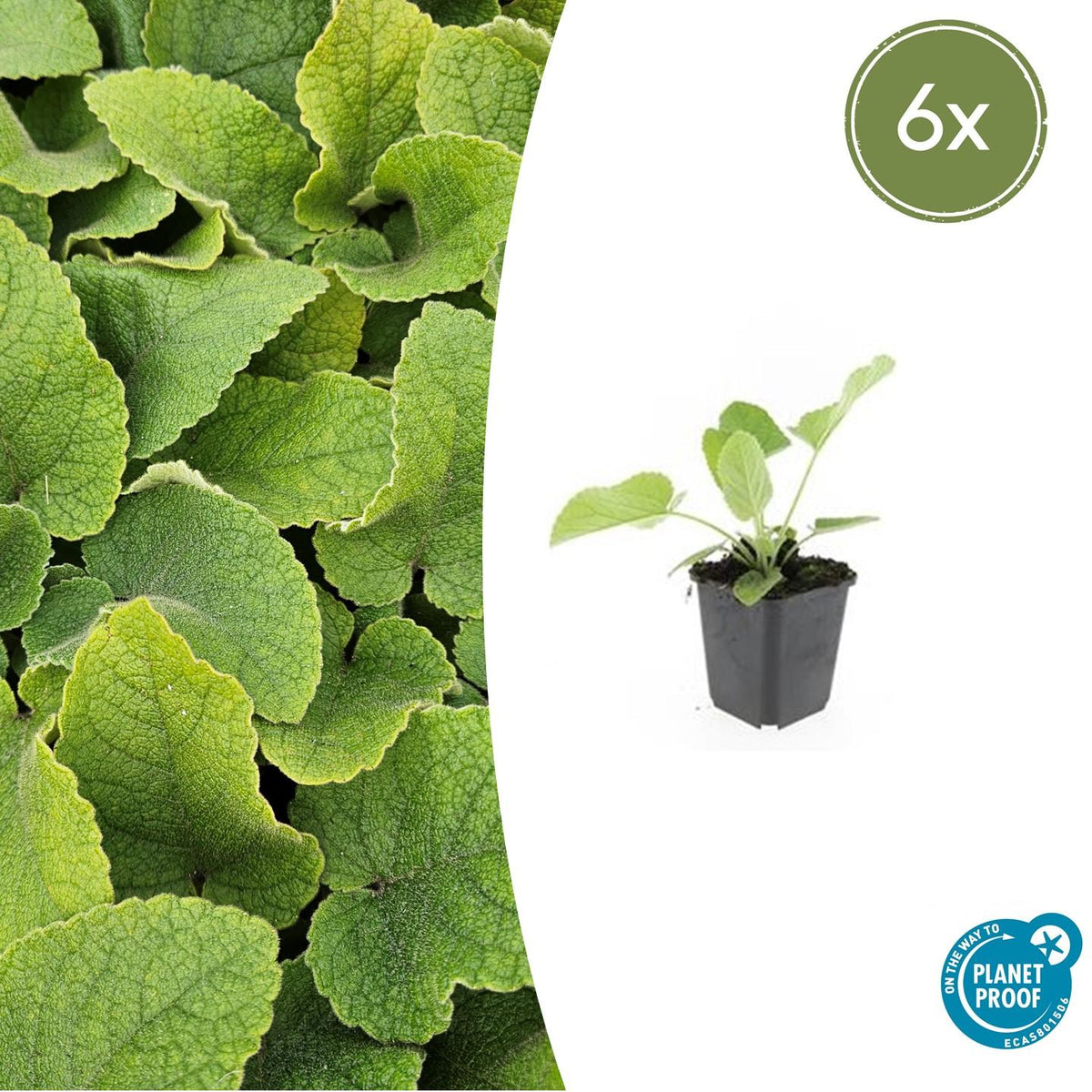 6x Phlomis russeliana - ↕10-25cm - Ø9cm