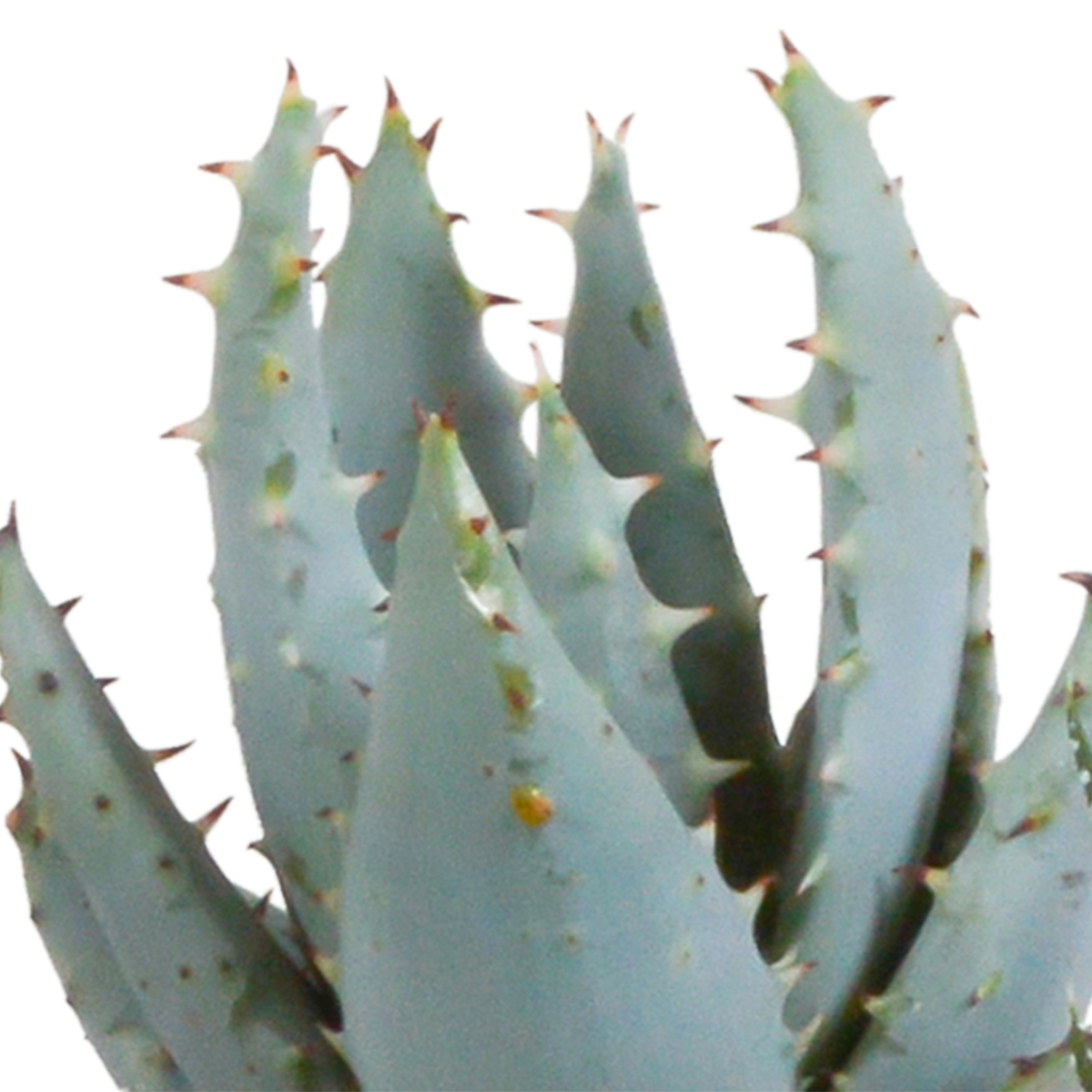 Gasteria/Haworthia mix 5,5cm - 5x - in Mexicaanse pot