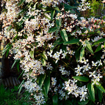 Klimplant - Clematis armandii - Bloem Wit - Groenblijvend - Weinig onderhoud - 1 plant Pot 11cm Hoogte 40cm