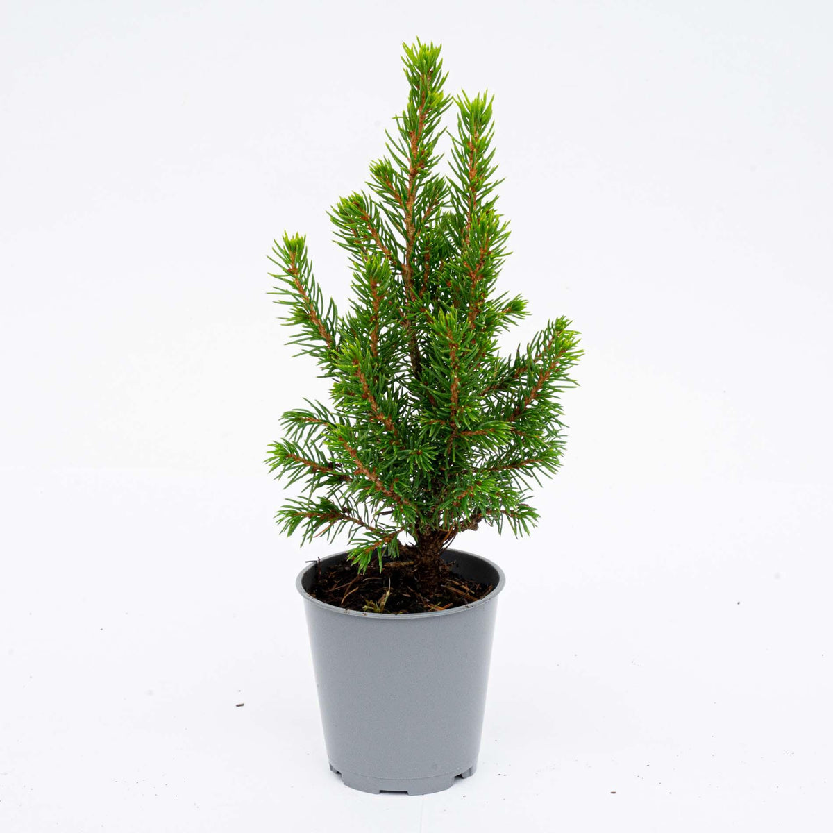 12x Mini-kerstboom - ↑15-20 cm - Ø 6 cm Picea Glauca Perfecta