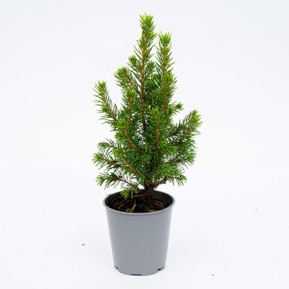 12x Mini-kerstboom - ↑15-20 cm - Ø 6 cm Picea Glauca Perfecta