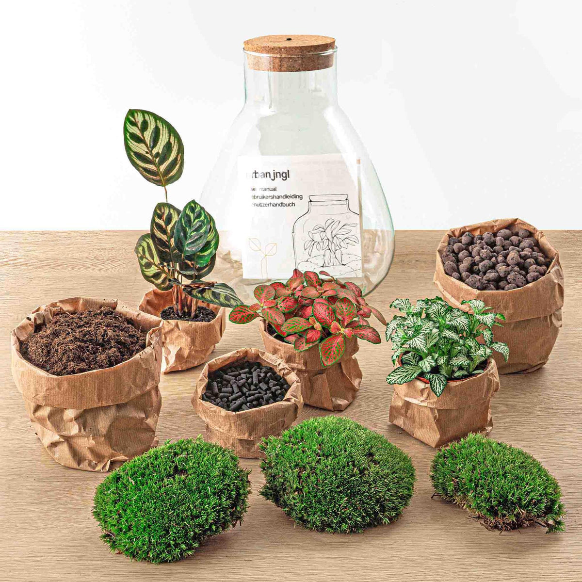 DIY Planten terrarium met licht - Sam Calathea - Ø 24,5 cm ↑ 30 cm - Rake + Shovel