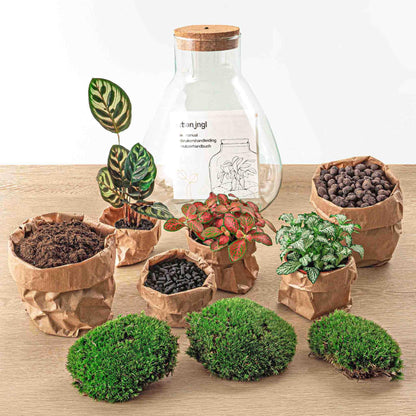 DIY Planten terrarium met licht - Sam Calathea - Ø 24,5 cm ↑ 30 cm - Rake + Shovel