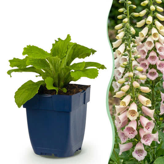 Vasteplant - Digitalis purp. Gloxiniiflora - Vingerhoedskruid - Schaduw - Wit-Roze - 6 Planten - Pot 11cm - Hoogte 15-25cm