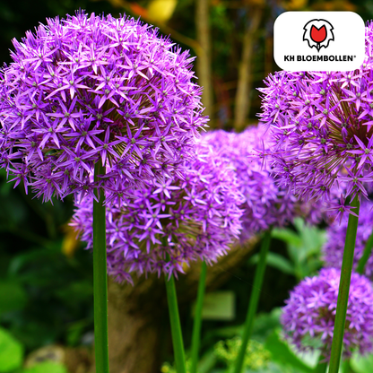 Allium Mix bollen 4 stuks