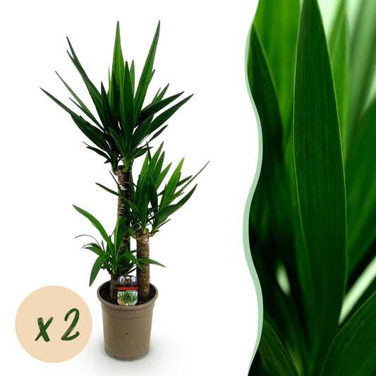 Kamerplant - Yucca elephantipes - Yucca - Weinig onderhoud - Groen - 2 - Pot 21cm - Hoogte 100cm