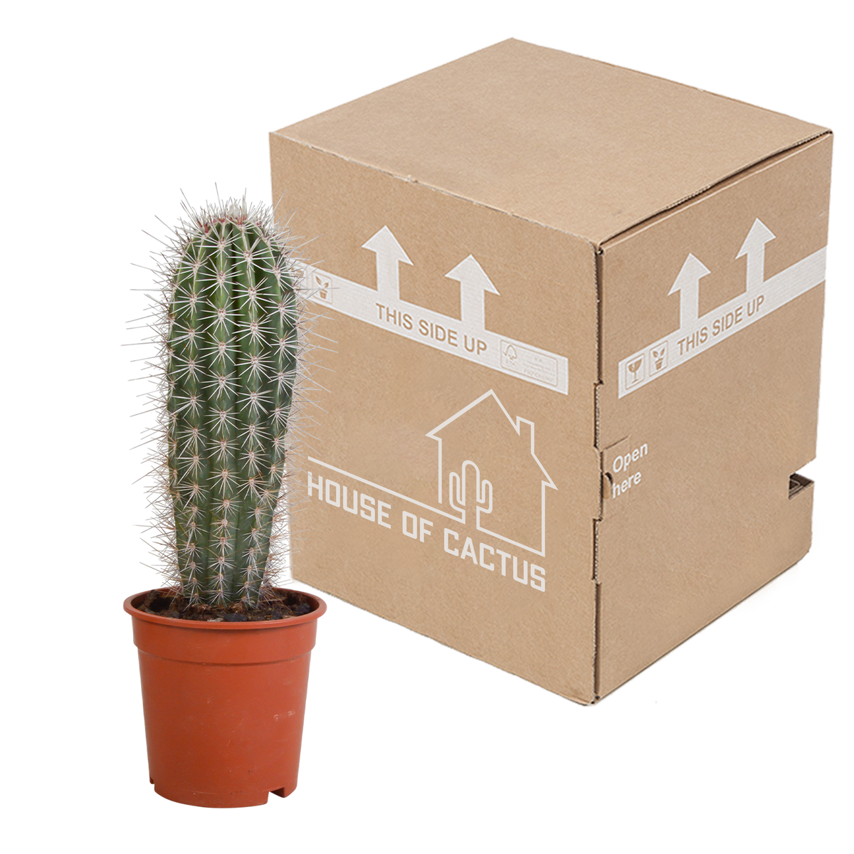 Pachycereus pringlei - 17cm - zonder pot