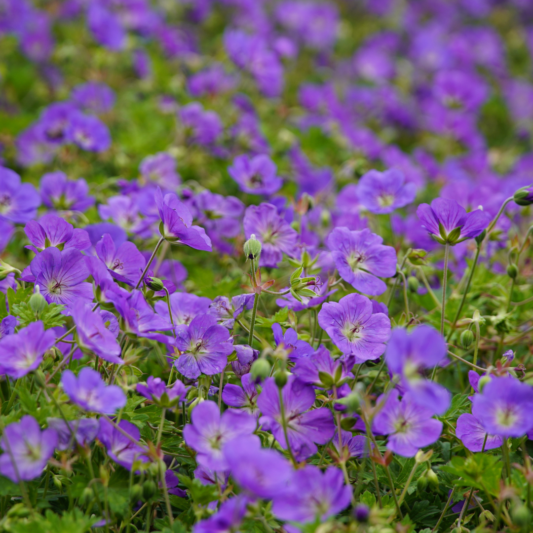 12x Geranium 'Azure Rush' - ↕10-25cm - Ø9cm