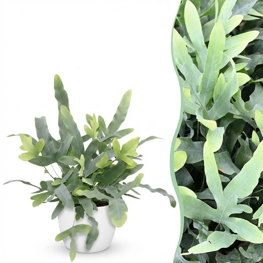 Kamerplant - Phlebodium aureum Blue Star - Blauwe Varen - Huisdiervriendelijke Plant - Blauw - 1 Plant - met Potter Wit - Pot 12cm - Hoogte 25cm
