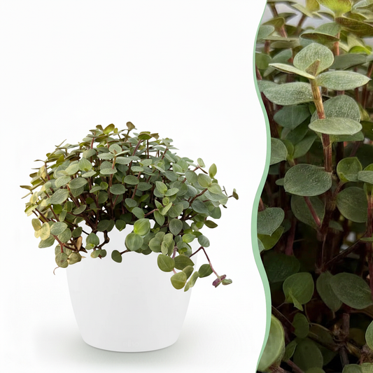 Kamerplant - Calissia repens - Kattengras - Huisdiervriendelijk - Groen - 1 Plant - met Potter Wit - Pot 12cm - Hoogte 17-20cm