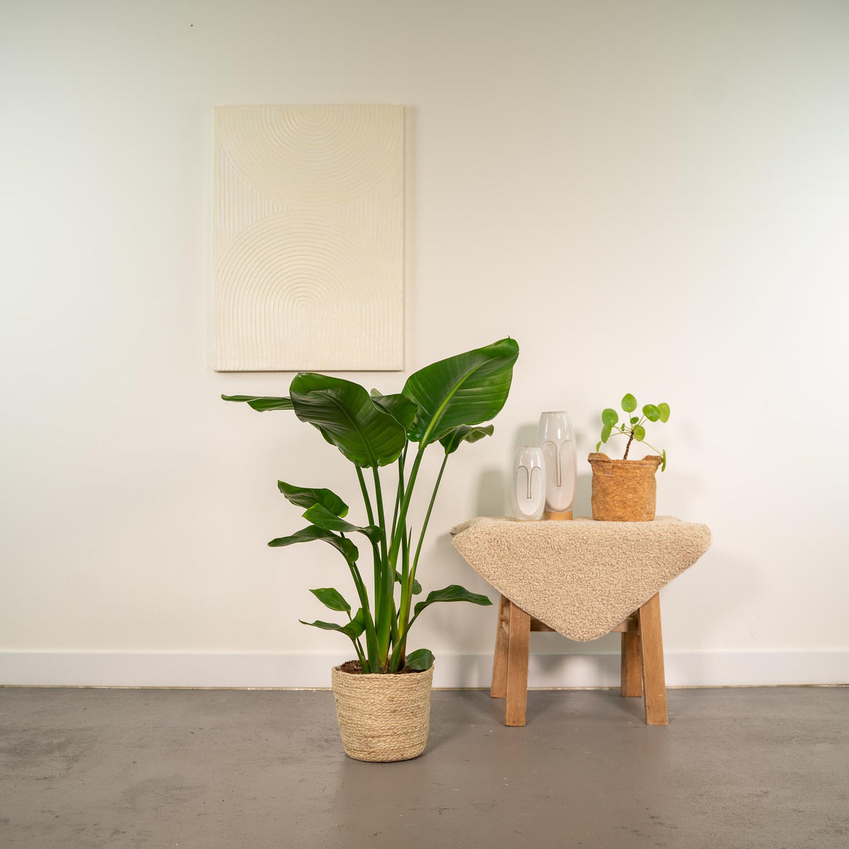 Strelitzia Nicolai - Ø19cm - ↕90cm + Mand Selin