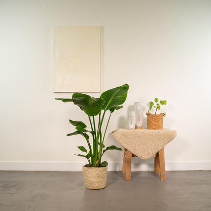 Strelitzia Nicolai - Ø19cm - ↕90cm + Mand Selin