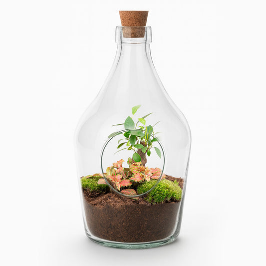 Open terrarium John - Bonsai & Ruby Lime  ↑ 30 cm