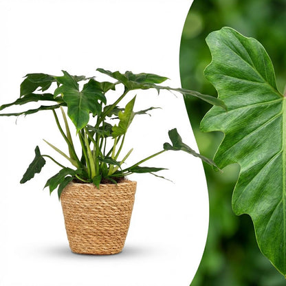 Kamerplant - Philodendron - Philodendron Lacerum - Groen - Weinig onderhoud - 1 Plant - met Mand - Pot 19cm - Hoogte 65cm
