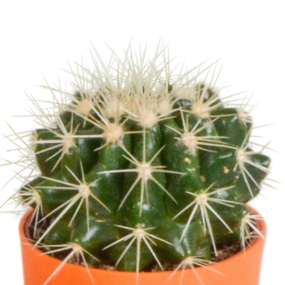 Cactus mix 5.5 cm - 5x - in gekleurde plasticpot
