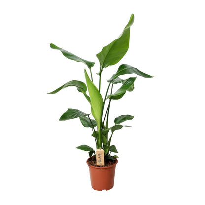PROMO - Strelitzia Nicolai - Ø19cm - ↕90cm