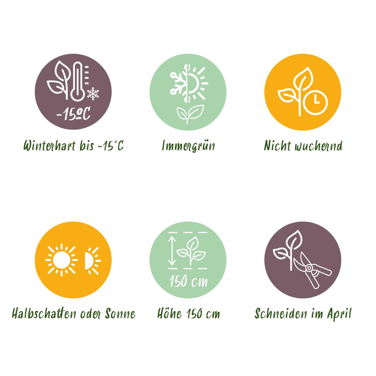 16x Eleagnus ebbingei Compacta - Olijfwilg - Haagplanten - Groenblijvend - Grijs - Pot 9cm - Hoogte 25-35cm