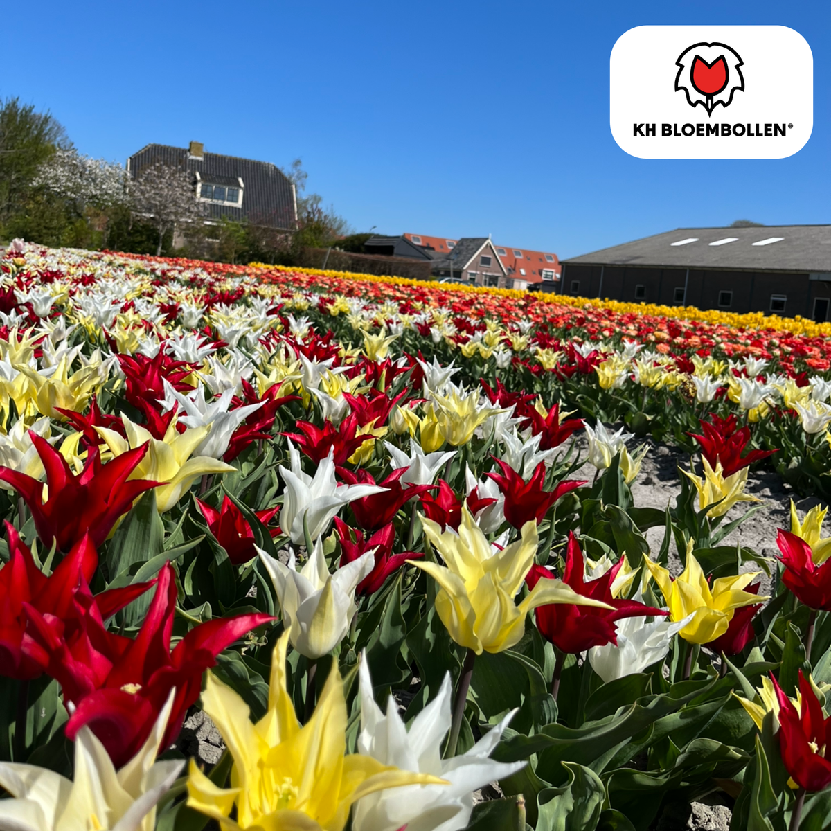 Tulpenbollen Tres Chic Mix – 20 Stuks | KH Bloembollen® | Rood, Geel & Witte Tulpen – Stijlvol, Fris & Kleurrijk – Voor Tuin of Pot – Maat 11/12 – Vers van de Teler