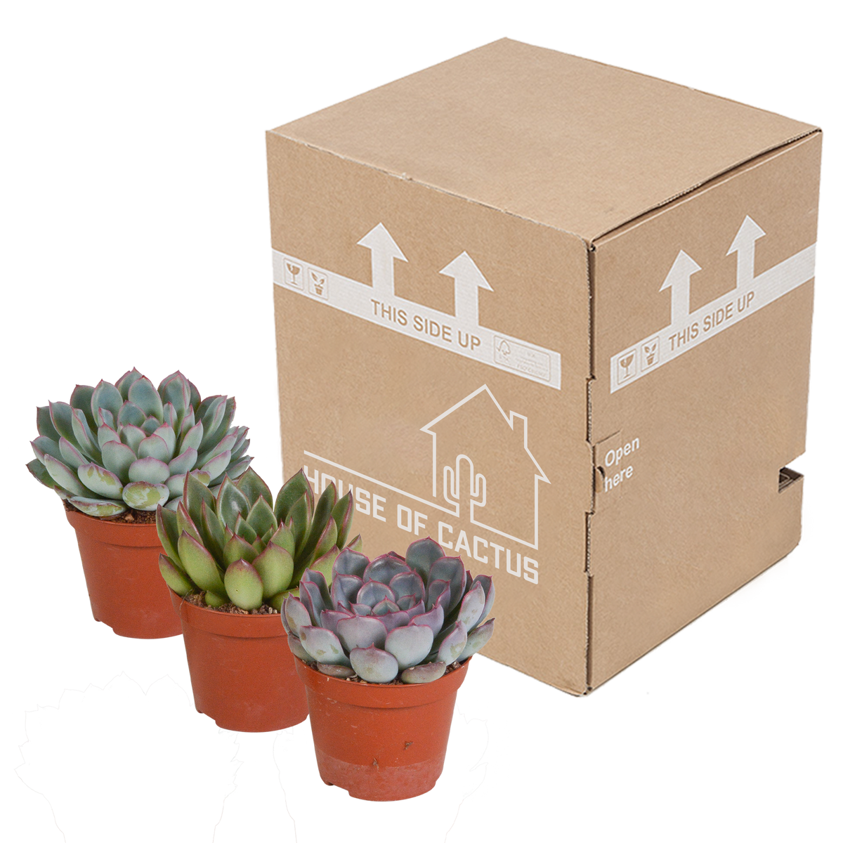 Echeveria mix 8.5 cm - 3x - zonder pot
