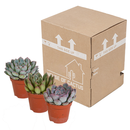 Echeveria mix 8.5 cm - 3x - zonder pot