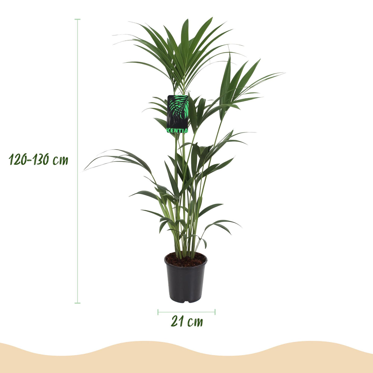 Kamerplant - Howea Forsteriana - Kentia Palm - Weinig Onderhoud - Groen - 2 planten - Pot 21cm - Hoogte 120-130cm