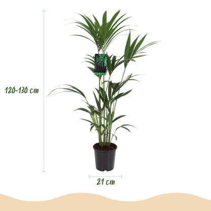 Kamerplant - Howea Forsteriana - Kentia Palm - Weinig Onderhoud - Groen - 2 planten - Pot 21cm - Hoogte 120-130cm