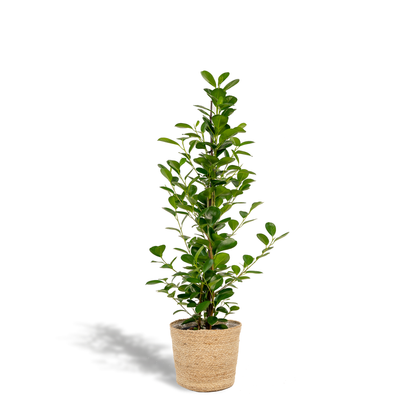 Ficus microcarpa Moclame - Ø21cm - ↕95cm + Mand Selin