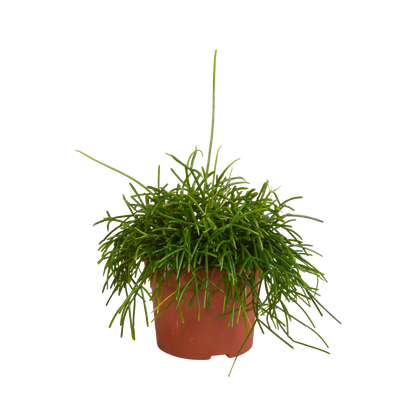 Rhipsalis baccifera Oasis 12cm