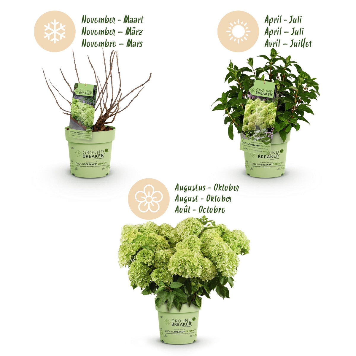 Tuinplant - Hydrangea panniculata Groundbreaker Greeny - Pluimhortensia - Winterhard - Creme - 8 Planten - Pot 14cm -Hoogte 20-25cm