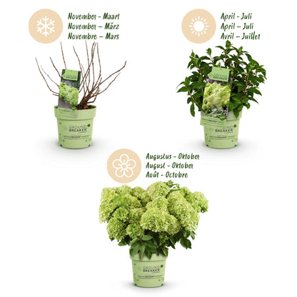 Tuinplant - Hydrangea panniculata Groundbreaker Greeny - Pluimhortensia - Winterhard - Creme - 8 Planten - Pot 14cm -Hoogte 20-25cm