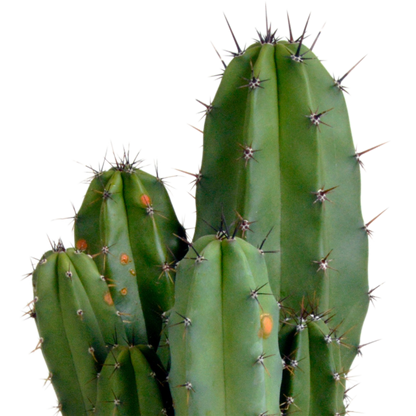 Polaskia chula 12cm
