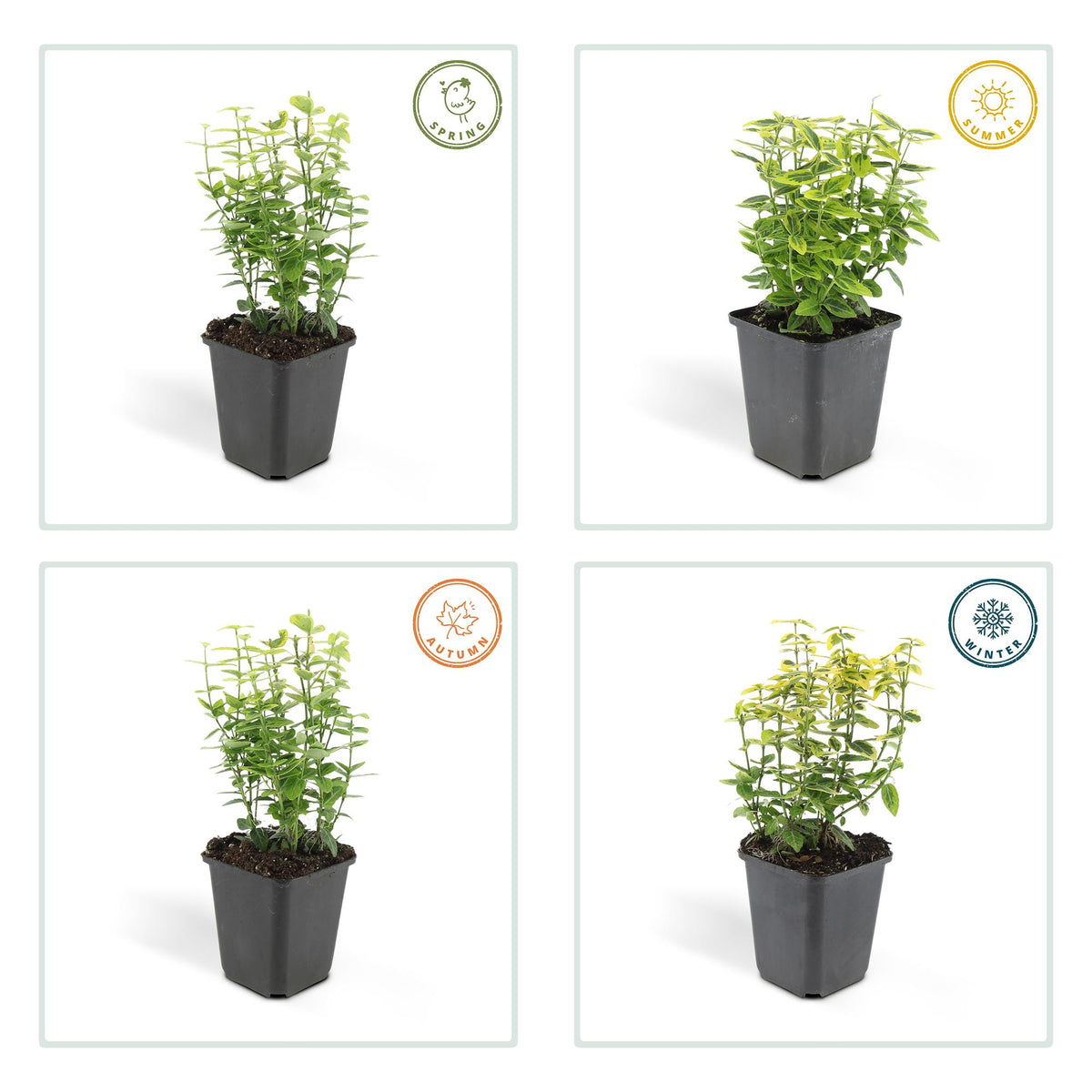 6x Euonymus fort. 'Emerald 'n Gold’ - ↕10-25cm - Ø9cm