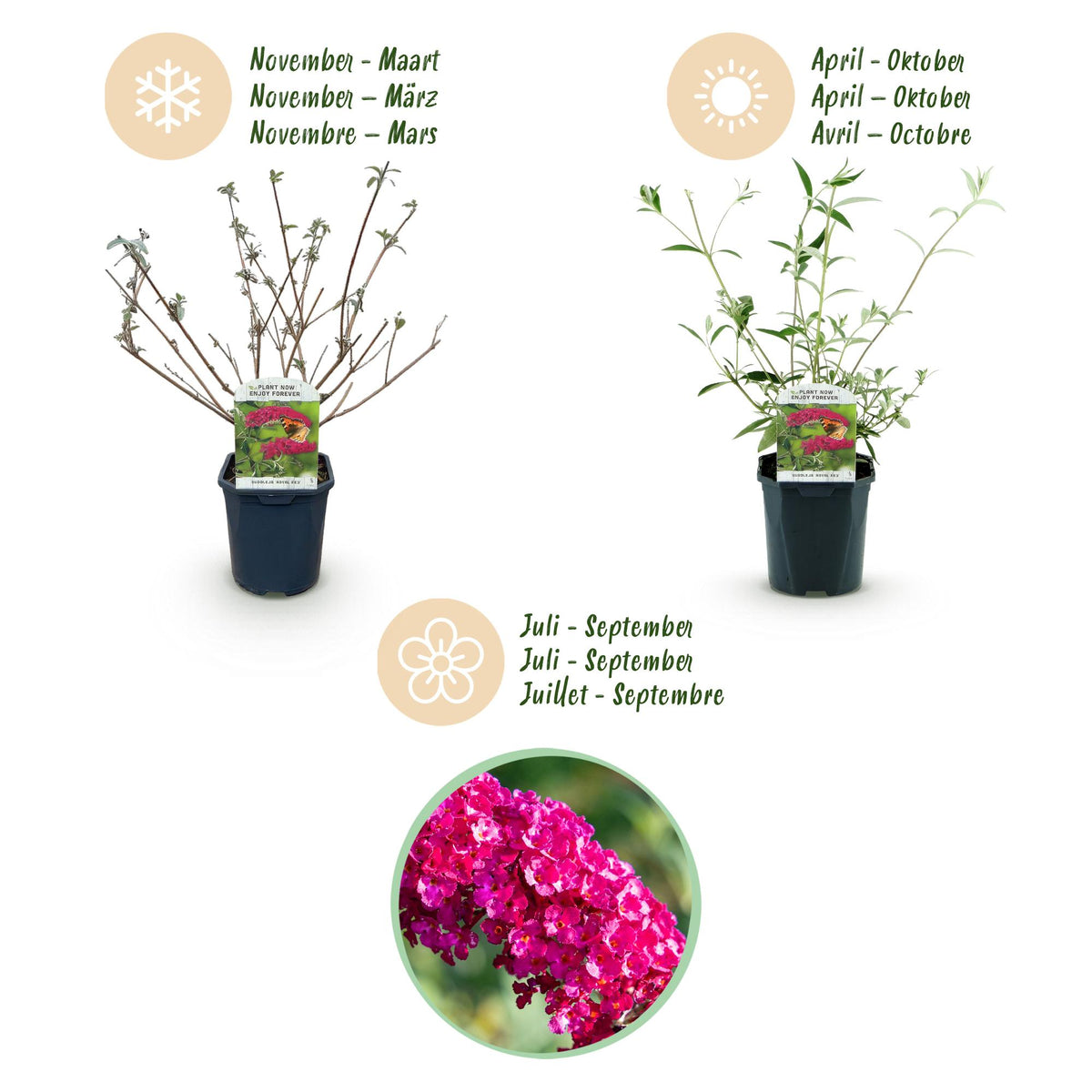 Tuinplant - Buddleja davidii Royal Red - Vlinderstruik - Winterhard - Rood - 1 Plant - Pot 17cm - Hoogte 45cm