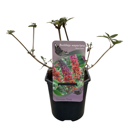Vlinderstruik - Buddleja davidii Flower Power - Bloem Oranje Paars - 1 Plant - Bladverliezend - Vlinderlokkend -  Pot 17cm Hoogte 30cm
