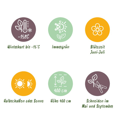 16x Ligustrum ovalifolium - Gewone Liguster - Haagplanten - Groenblijvend - Groen - Pot 9cm - Hoogte 35-45cm