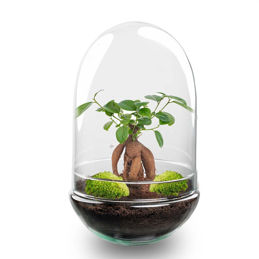 DIY Planten terrarium tweedelig bolglas - Egg XL Bonsai - Ø 17,5 cm ↑ 30 cm