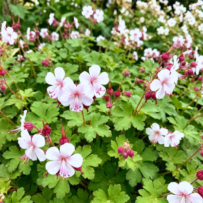 Vasteplant - Geranium macr. Spessart - Ooievaarsbek - Bodembedekkend - Wit-Roze - 6 Planten - Pot 11cm - Hoogte 15-25cm