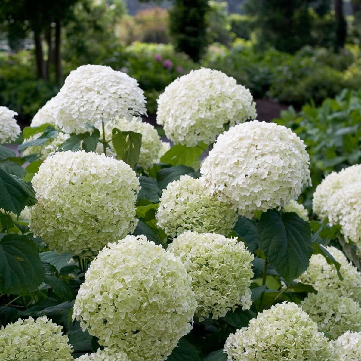 Hydrangea arbo. 'Strong Annabelle' - Ø19cm - ↕30cm