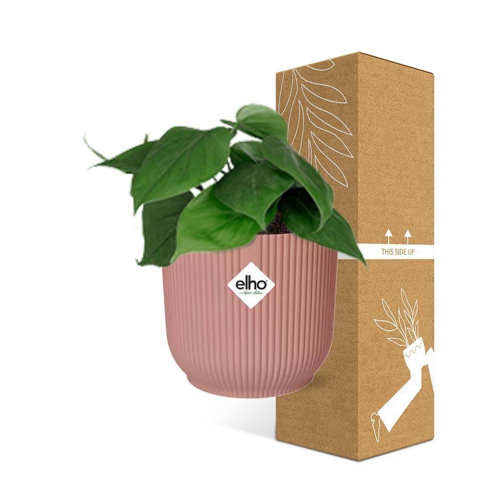 Philodendron Scandens in ELHO Vibes Fold 14cm roze