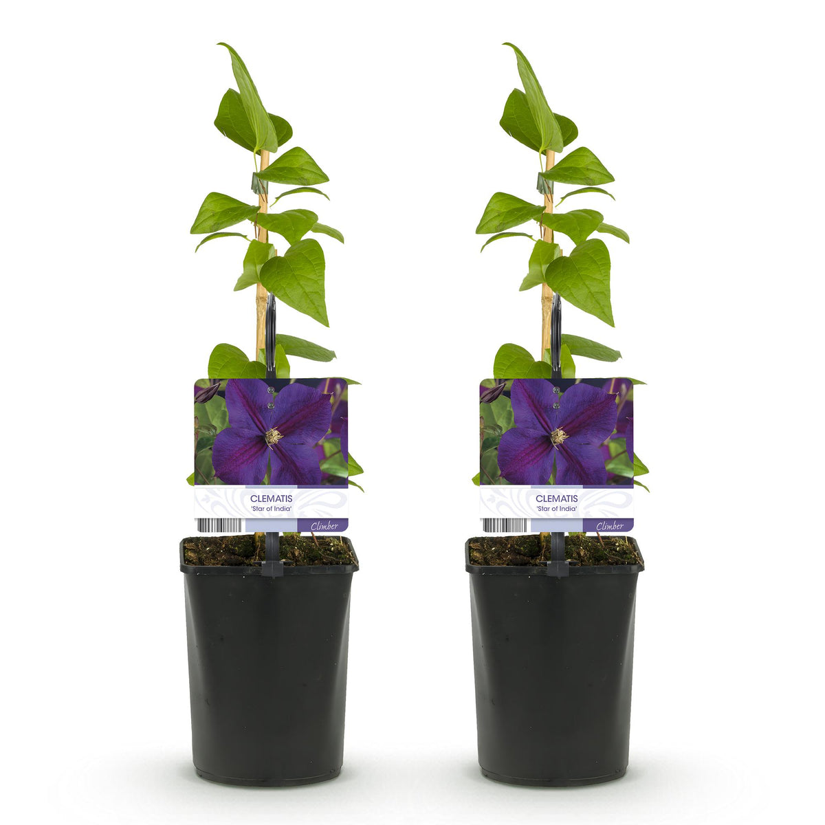 Klimplant - Clematis Star of India - Bloem Roze - Weinig onderhoud -2 planten -  Pot 11cm Hoogte 40cm