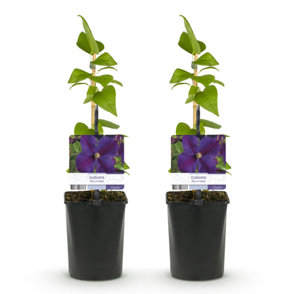 Klimplant - Clematis Star of India - Bloem Roze - Weinig onderhoud -2 planten -  Pot 11cm Hoogte 40cm