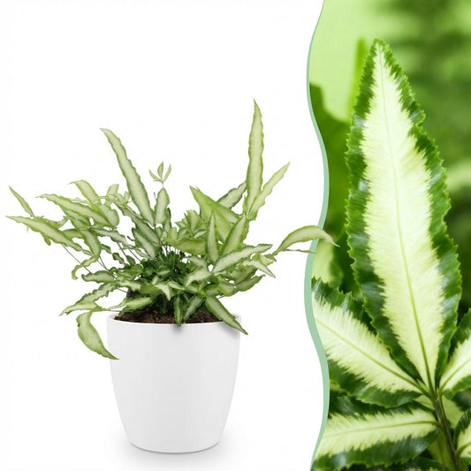 Kamerplant - Pteris cretica Albolineata - Lintvaren - Huisdiervriendelijke Plant - Groen - 1 Plant - met Potter Wit - Pot 12cm - Hoogte 20cm
