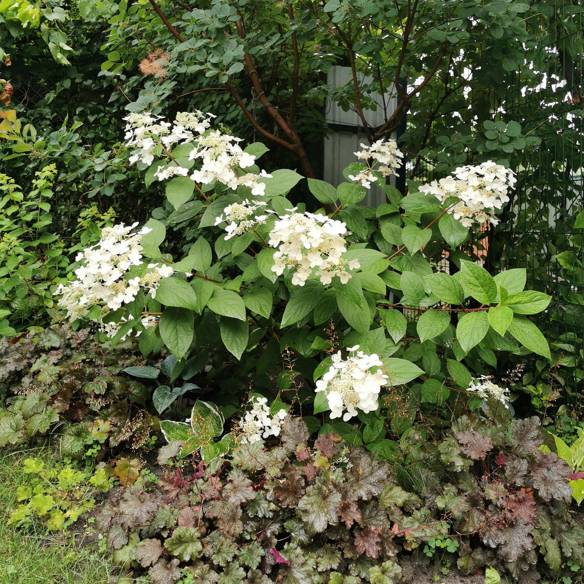Pluim Hortensia - Hydrangea panniculata Wims Red - Bloem Wit Rood  - 3 Planten - 1 m2 - Bladverliezend - Grote Bloemen - Pot 17cm Hoogte 50cm