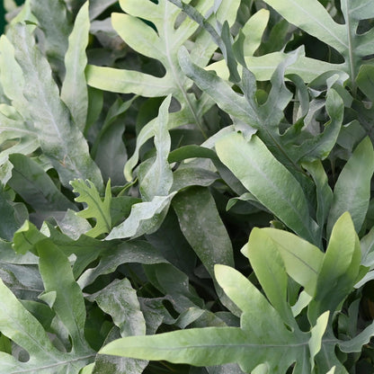 Kamerplant - Phlebodium aureum Blue Star - Blauwe Varen - Huisdiervriendelijke Plant - Blauw - 2 Planten - met Mand - Pot 12cm - Hoogte 25cm