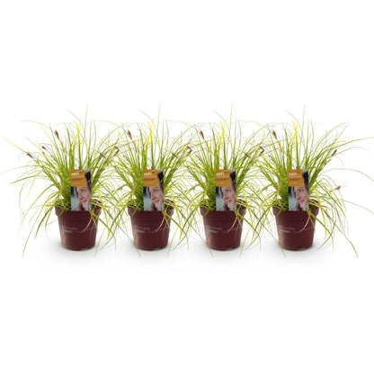 Siergrassen -  Carex oshimensis Everillo - Geel - 4 Planten - Bladhoudend - Weinig Onderhoud - Pot 17cm Hoogte 50cm