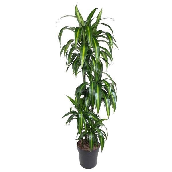 Dracaena Hawaiian Sunshine - 150cm
