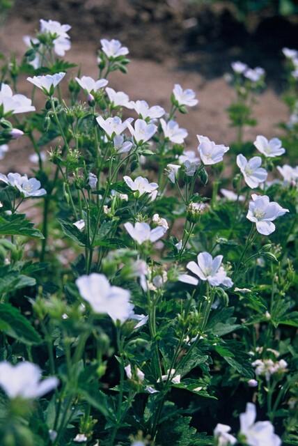 60x Geranium sang. 'Album' - ↕10-25cm - Ø9cm