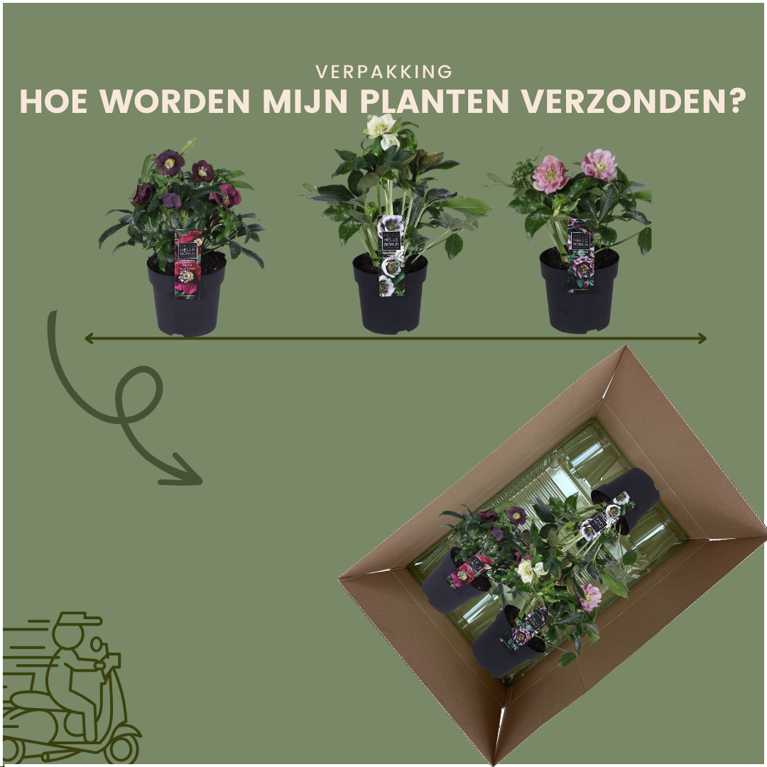 Helleborus Specials - 3 x Ø 14 cm - ↨ 25 cm
