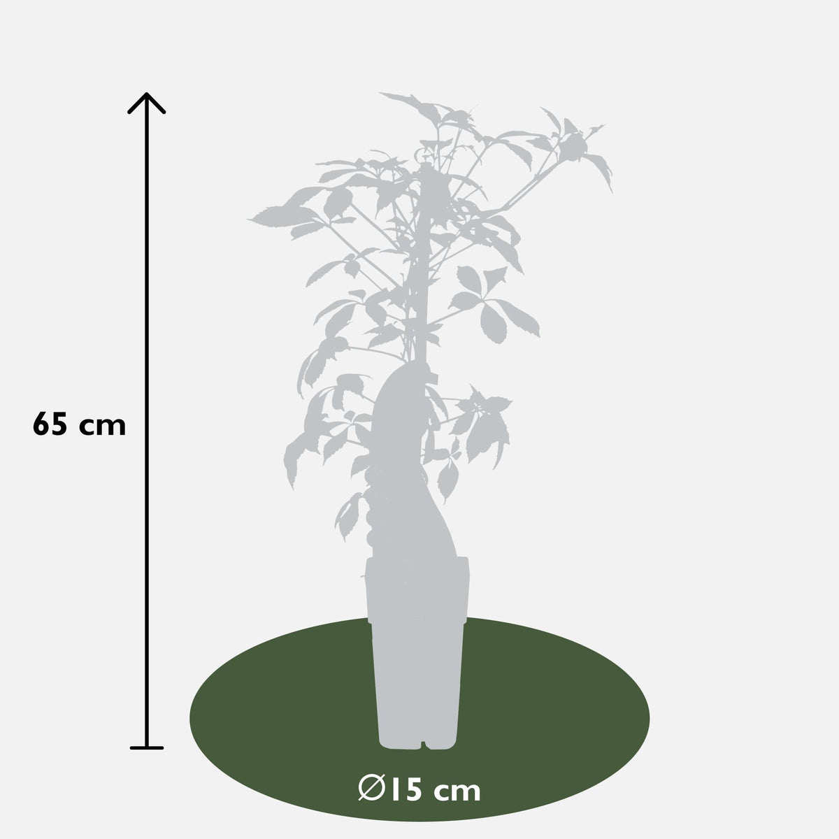 Parthenocissus henryana - Chinese Wilde Wingerd - Ø15cm - ↕65cm