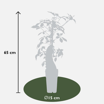 Parthenocissus henryana - Chinese Wilde Wingerd - Ø15cm - ↕65cm